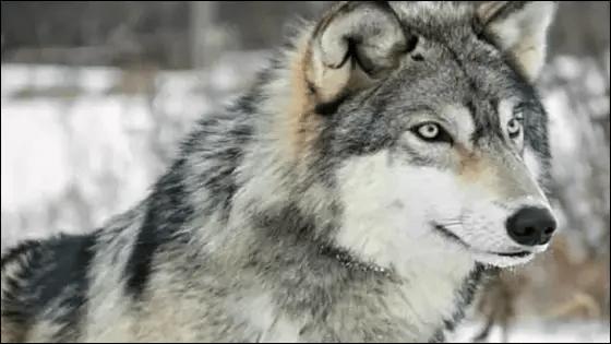 معلومات عامة عن الذئاب ومعرفة قوة الذئب