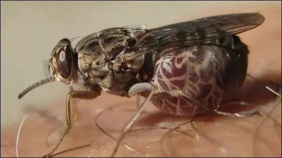 أخطر الحشرات عالمياً، تعرف على 10 حشرات خطيرة