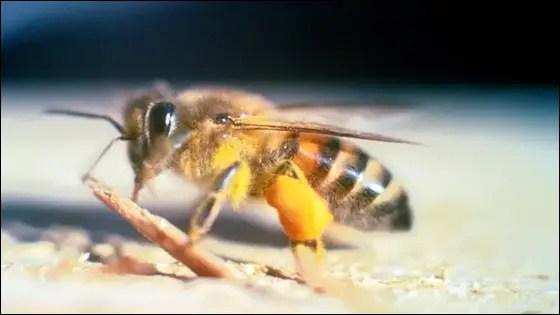 أخطر الحشرات عالمياً، تعرف على 10 حشرات خطيرة