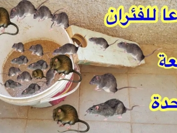 طرق التخلص من الفئران في المنزل – القضاء على